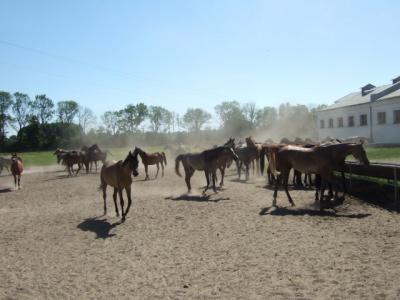 dscf2368.jpg