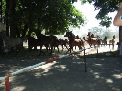 dscf2371.jpg